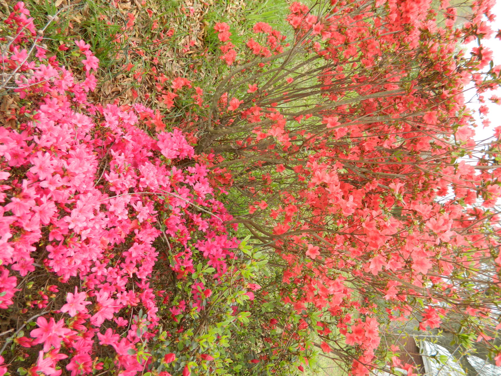 Spring photos (43).JPG